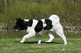 AKITA AMERICAIN 443